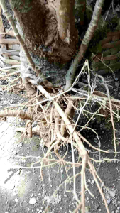Pohon Mangkokan (Dongkelan): Cara Menanam & Merawat