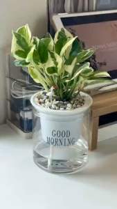 🔥ขายดี🔥รวมต้นไม้มงคล(พร้อมกระถางรดน้ำอัตโนมัติ) แต่งหน้ากระถางทุกต้น แถมฟรี ปุ๋ยสำหรับไม้ประดับ ต้นไม้บอนไซ ไม้ฟอกอากาศ