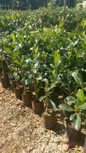 ขนาด 50cm ขนุนขาวมุกสยาม ต้นเสียบยอด ขนาดต้น