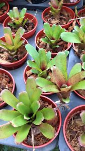 Neoregelia Baby Linda Plant ( 積水风梨/bromeliad )