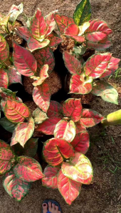 Aglonema dut anjamani dewasa - Aglonema dud anjamani murah meriah promo