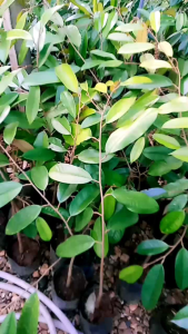 ต้นทุเรียนพวงมณีเสียบยอดแล้งพร้อมลงแปลงปลูก 50-60ชม.ชูด 2 ต้น, ชื้อ 10ต้น