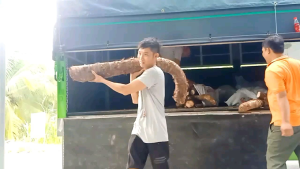 Củ bạc hà núi 10kg (núi Cấm An Giang)
