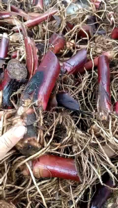 1kg củ giống dong riềng đỏ