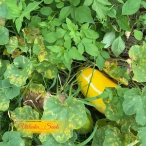 [Virladia Seeds] Biji Benih tanaman Timun Suri Kuning