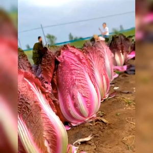 30 BIJI BENIH SAWI MERAH-RADICCHIO ROSSA/SAWI IMPORT ITALIAN