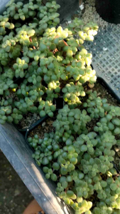 กุหลาบหิน ไม้อวบน้ำ ขนาด 2-2.5 นิ้ว redlantem น้ำพุ ไอซ์สกีน lufulong ทิงเกอร์เบล มะลิน้อย กุหลาบน้อย ปาริดา plantcare fabiola supermilk สโนบันนี่ พิ๊งค์รูบี้ littlefairy โซโลม่อน ปลาดาว อาซี พีชพาย