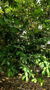 DAUN SIRSAK ORGANIK BEBAS PESTISIDA - DAUN SIRSAT SEGAR ORGANIK ANTIKANKER