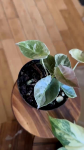 Alocasia Cuprea Pink Mint Variegated *CORM*