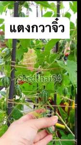 ชุดเมล็ดแตงกวา แตงกวาจิ๋ว เม็กซิกัน บรรจุ60เมล็ด🥒