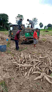 มันห้วยบง90 แพ็คลัง 100 ท่อนยาว20 ซม.ตัดสดตามออเดอร์