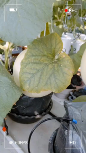 200 biji benih melon madu manis golden F1 cepat tumbuh