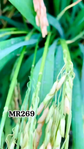 BENIH /BIBIT PADI MR 269 SUPER UNGGUL 5KG