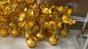 Cây kim tiền- Cây tài lộc cao 35cm