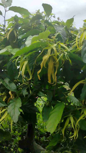 Ylang-Ylang (Cananga odorata) - - Pokok Kenanga - केनांगा फूल पौधा Heavenly Fragrance – Cananga Odorata Exotic Perfume Tree Aromatherapy Favorite Tropical Flowering Beauty LIVE PLANT