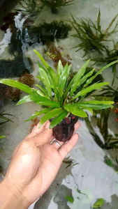 Cryptocoryne Spiralis Tanaman Aquascape isi 10 batang