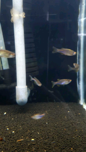 Pearl Danio/Ornamental fish/Freshwater/Readystock