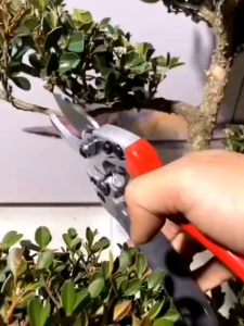 Alat Bonsai dan Berkebun Gunting Tanaman BRKEN Gunting Dahan dan Ranting