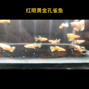 🔥READY STOCK🔥Red Eye Albino Gold Guppy Pair (1 Male + 1 Female) | Bright Color Live Fish | Easy Care | Buy 3 Get 1 FREE | Live Fish Aquarium