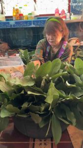 ต้นชมพู่ทับทิมจันทร์ ขั้นต่ำ2ต้น 3-10% คูปองส่วนลด กดติดตามลดเพิ่ม 10 บาท