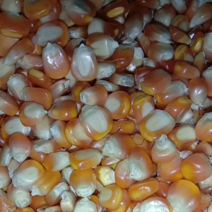 Bibit jagung kampung tawar per 1 kg sudah di pipil