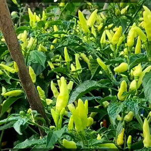 Kemasan Premium untuk Benih Cabe Rawit Putih