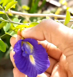 BIJI/BENIH TANAMAN BUNGA TELANG (SIAP TANAM)