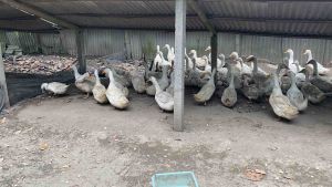 TELUR BEBEK PEKING F1 INDUKAN 3-5KG UNTUK DI TETASKAN