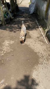 TELUR BEBEK ALABIO PETELUR HANDAL UNTUK DI TETASKAN