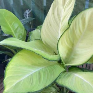 ต้นแสงจันทรา เศรษฐีแสงจันทร์ ไม้มงคล เสริมโชคลาภเงินทอง - รูปแบบสำหรับการฉีดเสริมโชค 50 กรัม