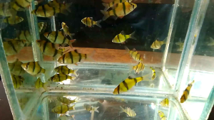 Hiasan Aquarium Sumatra coklat isi 10 + siap kirim aman