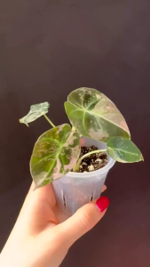 Alocasia NINJA variegataโทนสีส้มพีทหลากสีขายแบบไข่เพาะชำส่งชำในถ้วยอบอย่างดี