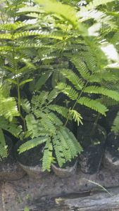 ต้นสะตอตรัง💥 5 แถม 1 ต้น ต้นเตี้ยฝักดกกลิ่นฉุน 10-15 ซม