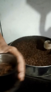 Kopi Arabika
