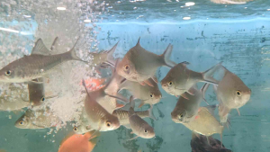 Lampam Sungai 5inci-6inci 3pieces RM26 live fish