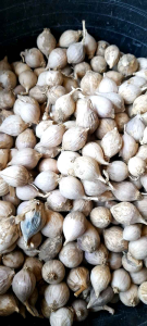 Bawang Tunggal Lokal | Bawang Lanang Lokal 500 gram