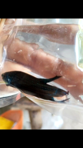 ปลากัดทุ่ง25%ผิวต่ำ