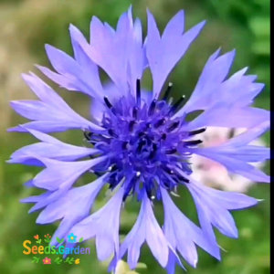 30 BUTIR BIJI BUNGA CORN FLOWER CENTAUREA CYANUS MIXED