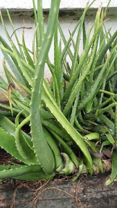 Aloe vera plant with long green leaves and visible roots.