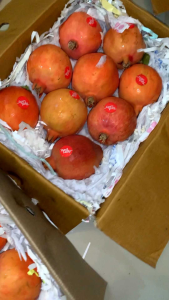 BUAH DELIMA MERAH IMPORT INDIA ( 1 BUAH )