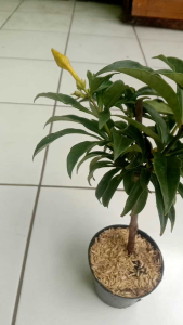 Tanaman Hias Bunga Alamanda Kuning: Tips & Trik