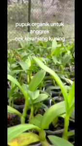 Pupuk Anggrek Organik Guano Tabur