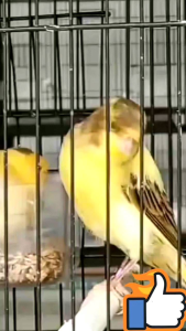 D0ping Burung Kicauan Krik Dawaluh. Extra Super Gacor. Penggacor Herbal Burung Kicau.