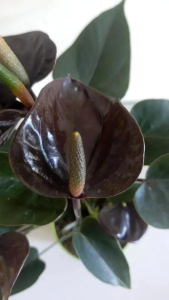 rumput sintetis Swis tebal 3 cm ukuran 100×100 cm untuk dekorasi halaman rumah kafe dll