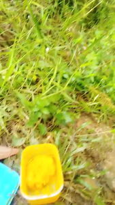 promo 2 pcs campuran umpan minyak CPO murni 100ml terlaris