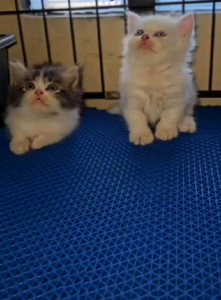 ALAS KANDANG HEWAN STYPE MAT KARPET JARING《APHG#10》