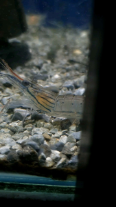 Red Nose Prawn//Ornamental fish/Freshwater/Readystock