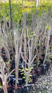 ต้นผักหวานป่าสีทอง ต้นสูงประมาณ 90-100 cm. ต้นแข็งแรง พร้อมเก็บยอด