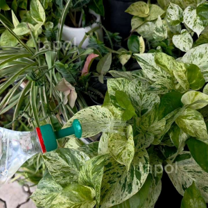 หัวบัวรดน้ำจิ๋ว สำหรับใส่ขวดน้ำอัดลม ใช้งานง่าย สะดวกสบาย รดน้ำไม่หกเลอะเทอะ