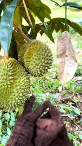 ชุด2ต้น ต้นทุเรียนแคระอินโด เตี้ยอินโด สายพันธุ์แท้ ติดผลใน2ปี ต้นไม่สูง ใช้พื้นที่น้อย ดูแลง่าย ต้นเสียบยอดพร้อมส่ง